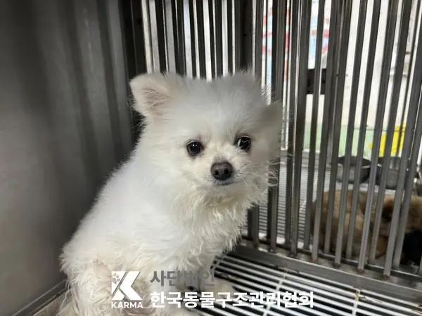 포메라니안 보호중 사진