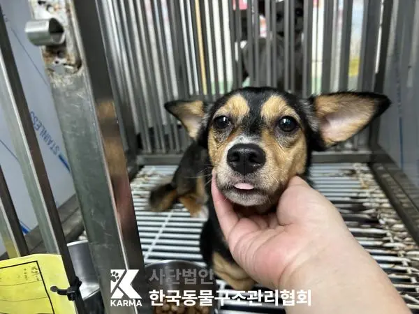 믹스견 보호중 사진