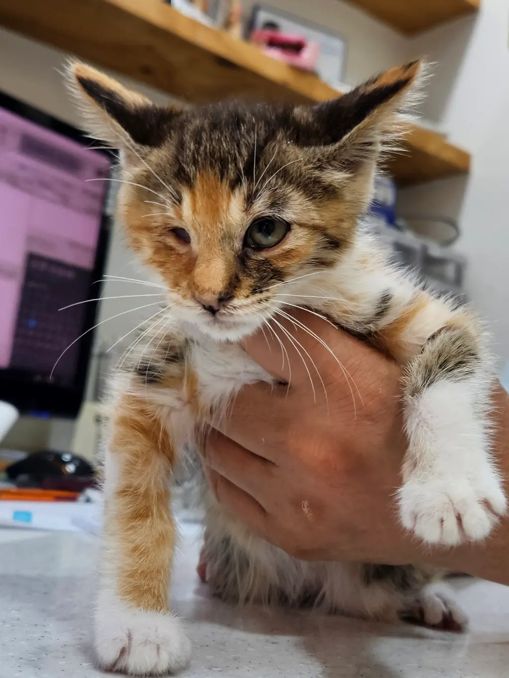 한국 고양이 보호중 사진