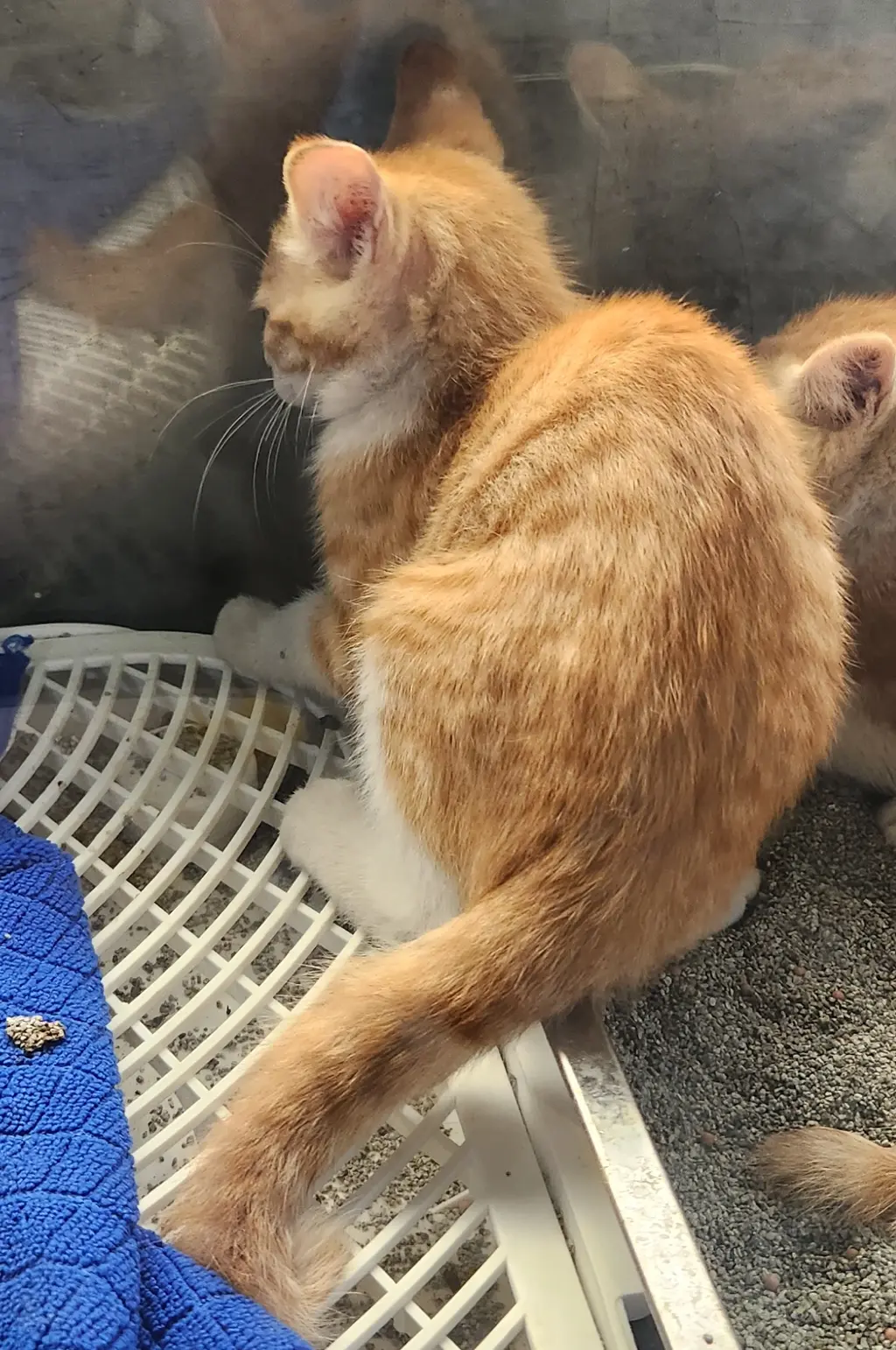 한국 고양이 보호중 사진