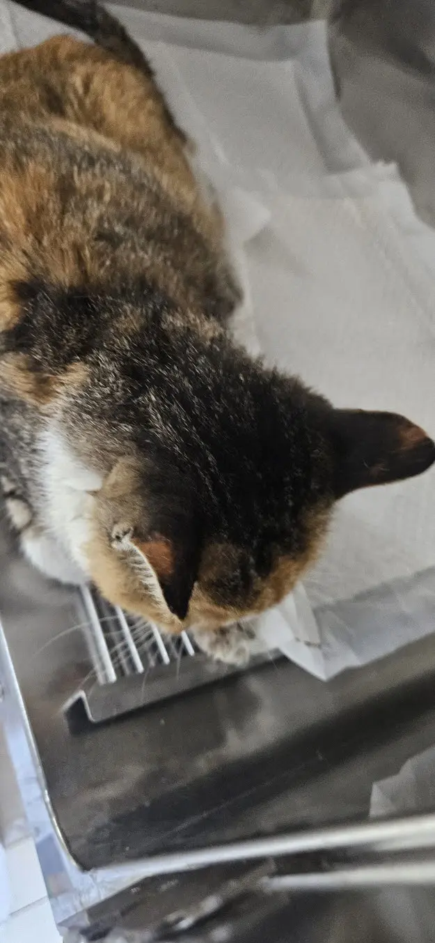 한국 고양이 보호중 사진