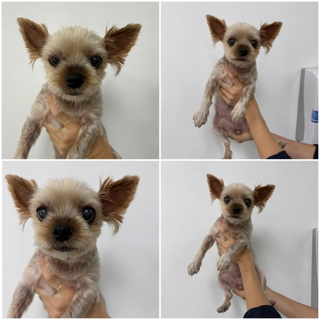 요크셔 테리어 보호중 사진
