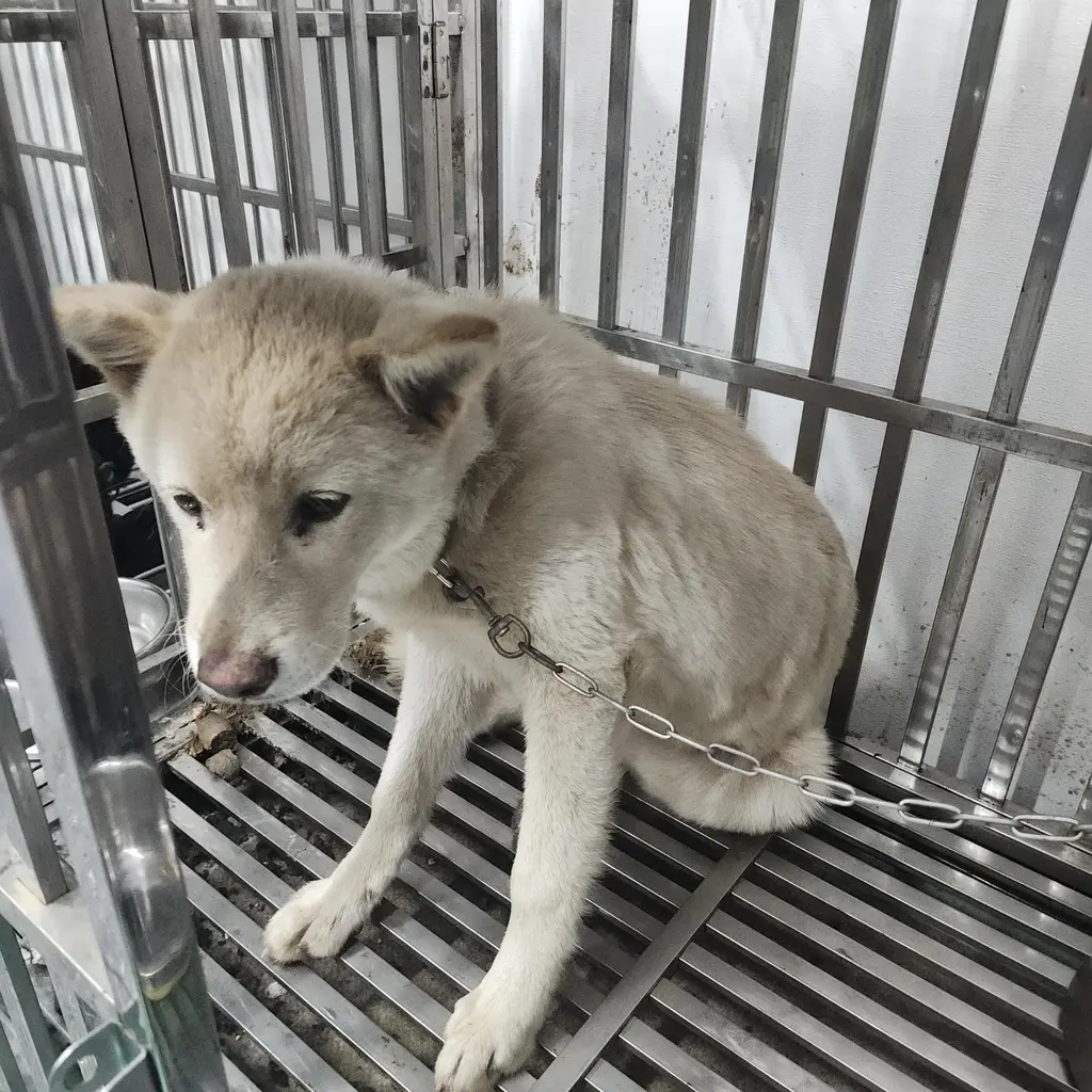 믹스견 보호중 사진