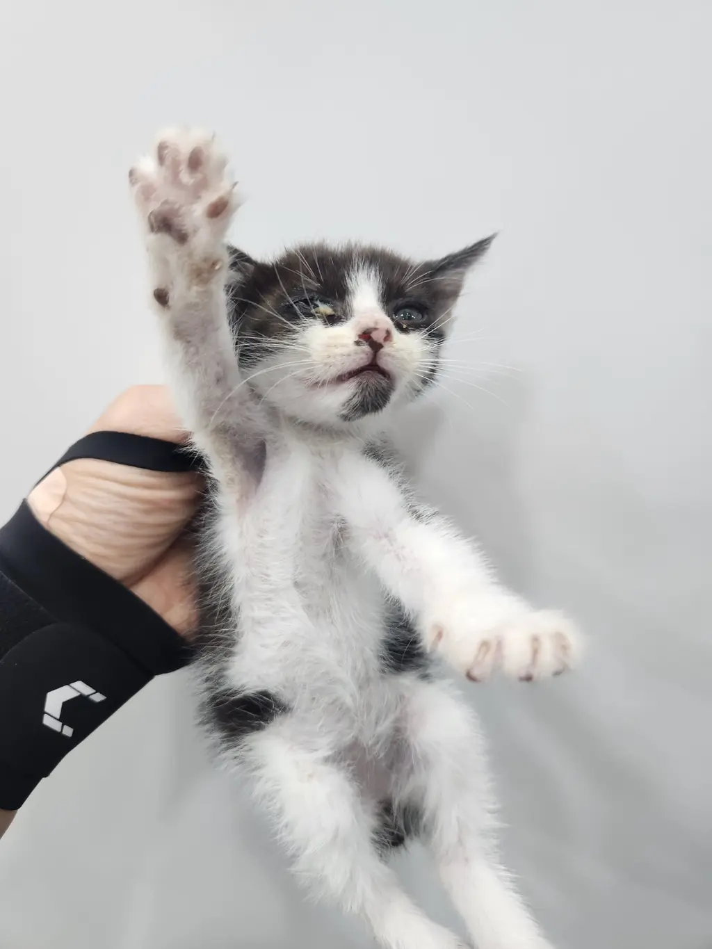 한국 고양이 보호중 사진