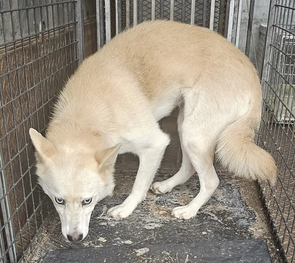 믹스견 보호중 사진