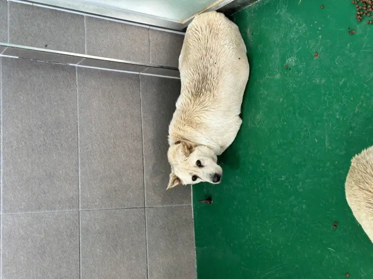 믹스견 보호중 사진