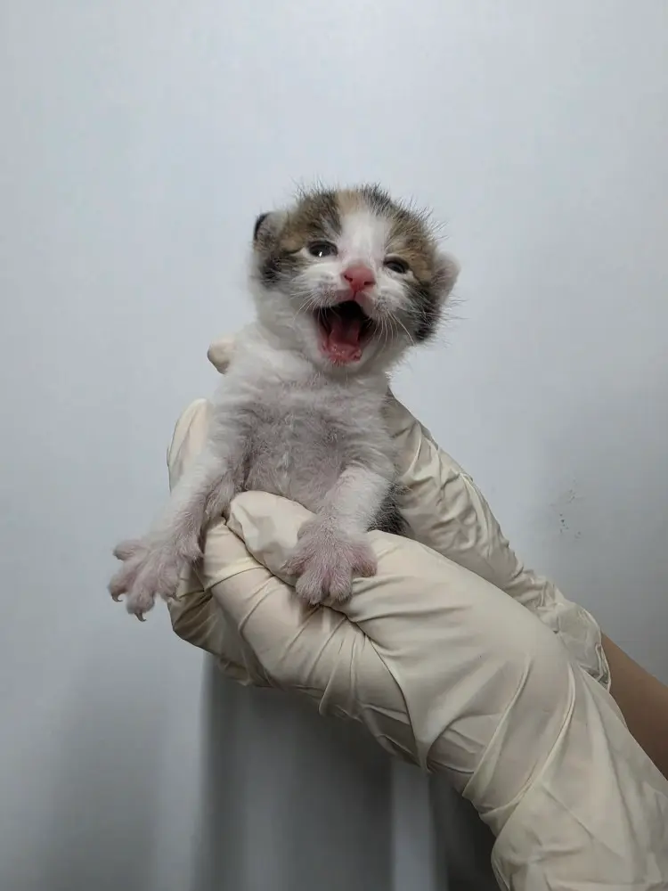 한국 고양이 보호중 사진