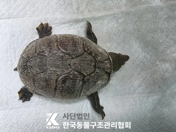 기타축종 보호중 사진
