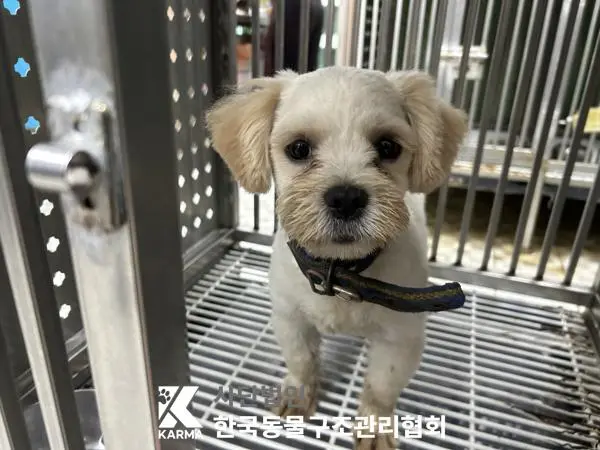 믹스견 보호중 사진