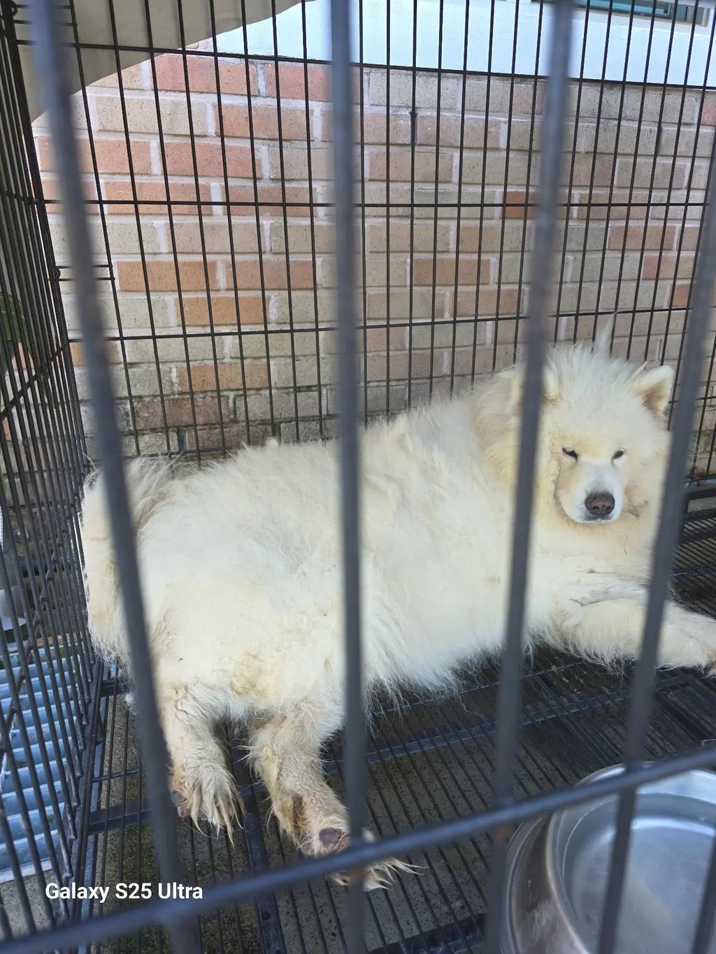 사모예드 보호중 사진