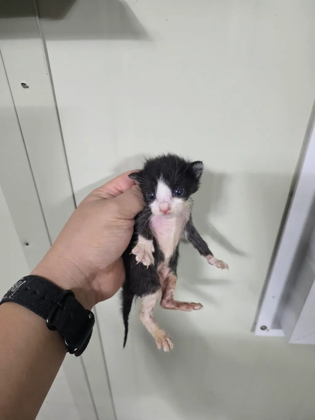 한국 고양이 보호중 사진