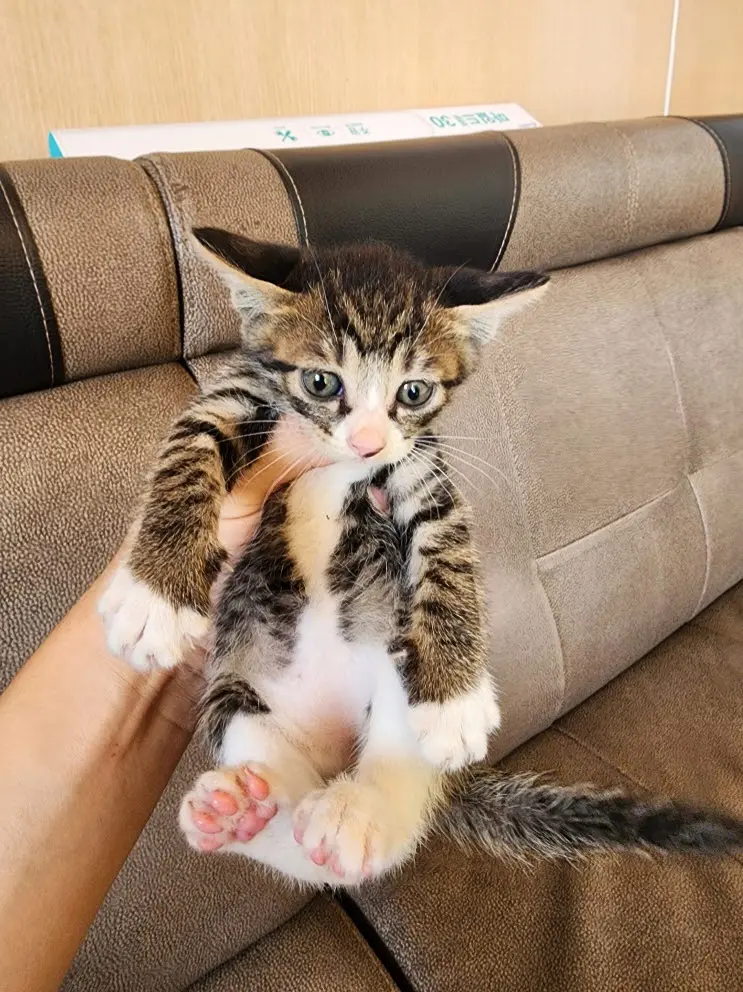 한국 고양이 보호중 사진