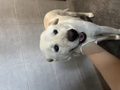 믹스견 보호중 사진