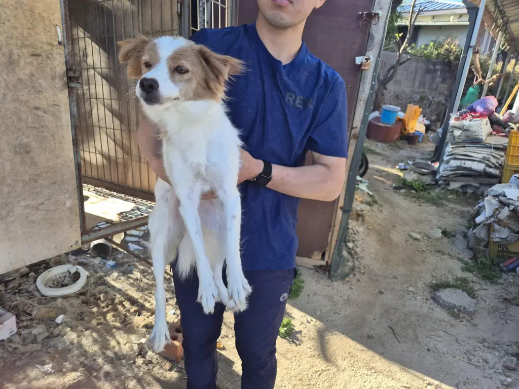 믹스견 보호중 사진