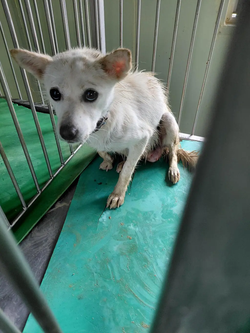 믹스견 보호중 사진