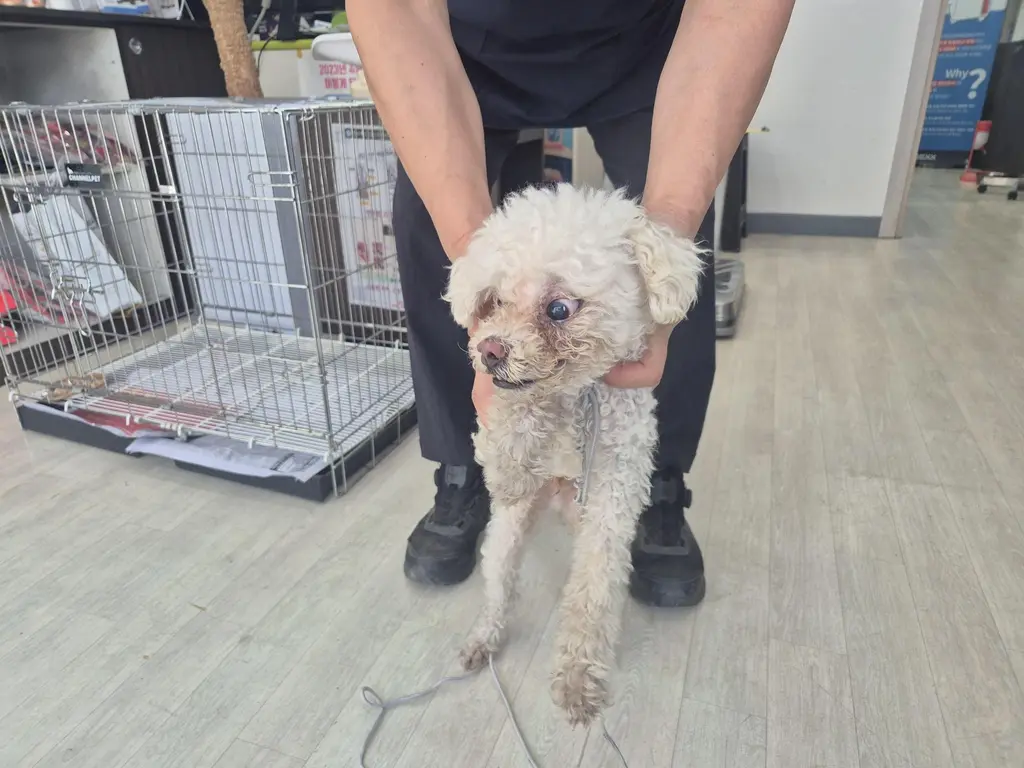 믹스견 보호중 사진