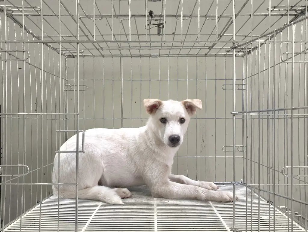믹스견 보호중 사진