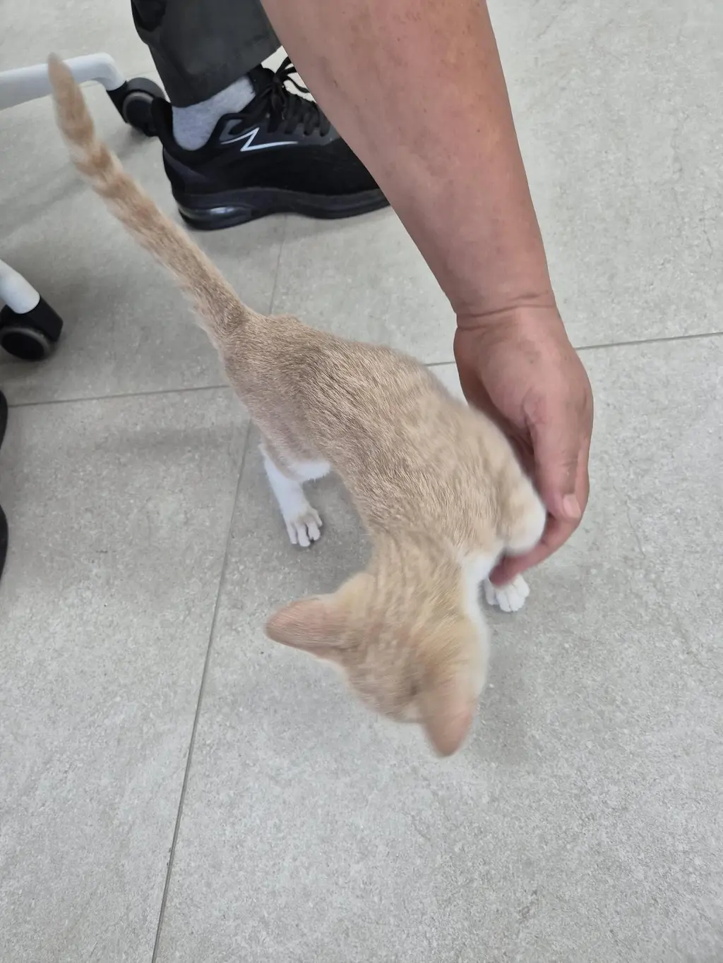 한국 고양이 보호중 사진