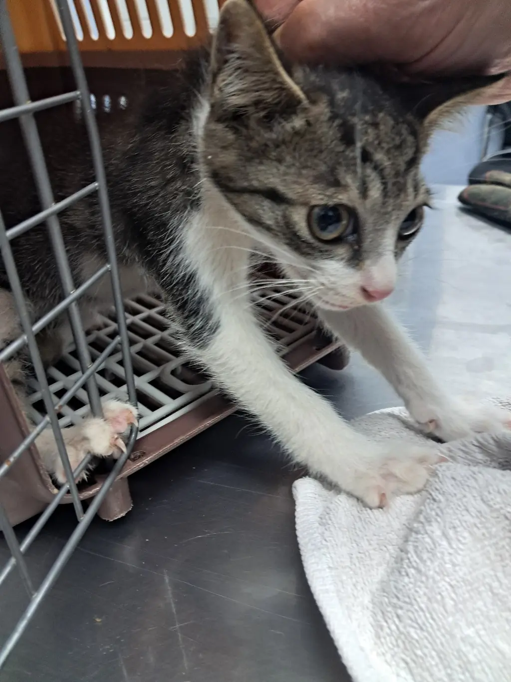 한국 고양이 보호중 사진