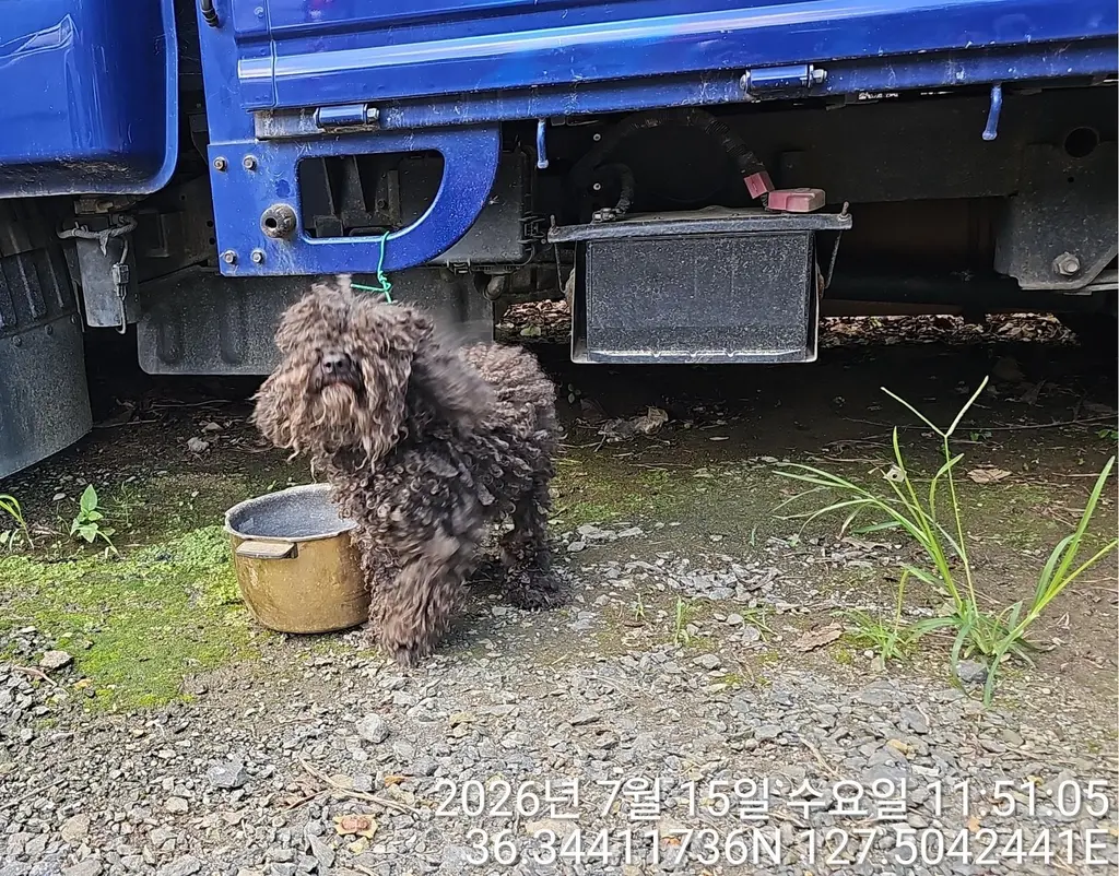 푸들 보호중 사진