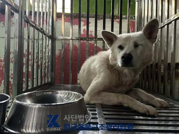 믹스견 보호중 사진