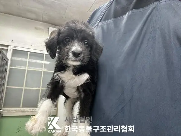 믹스견 보호중 사진