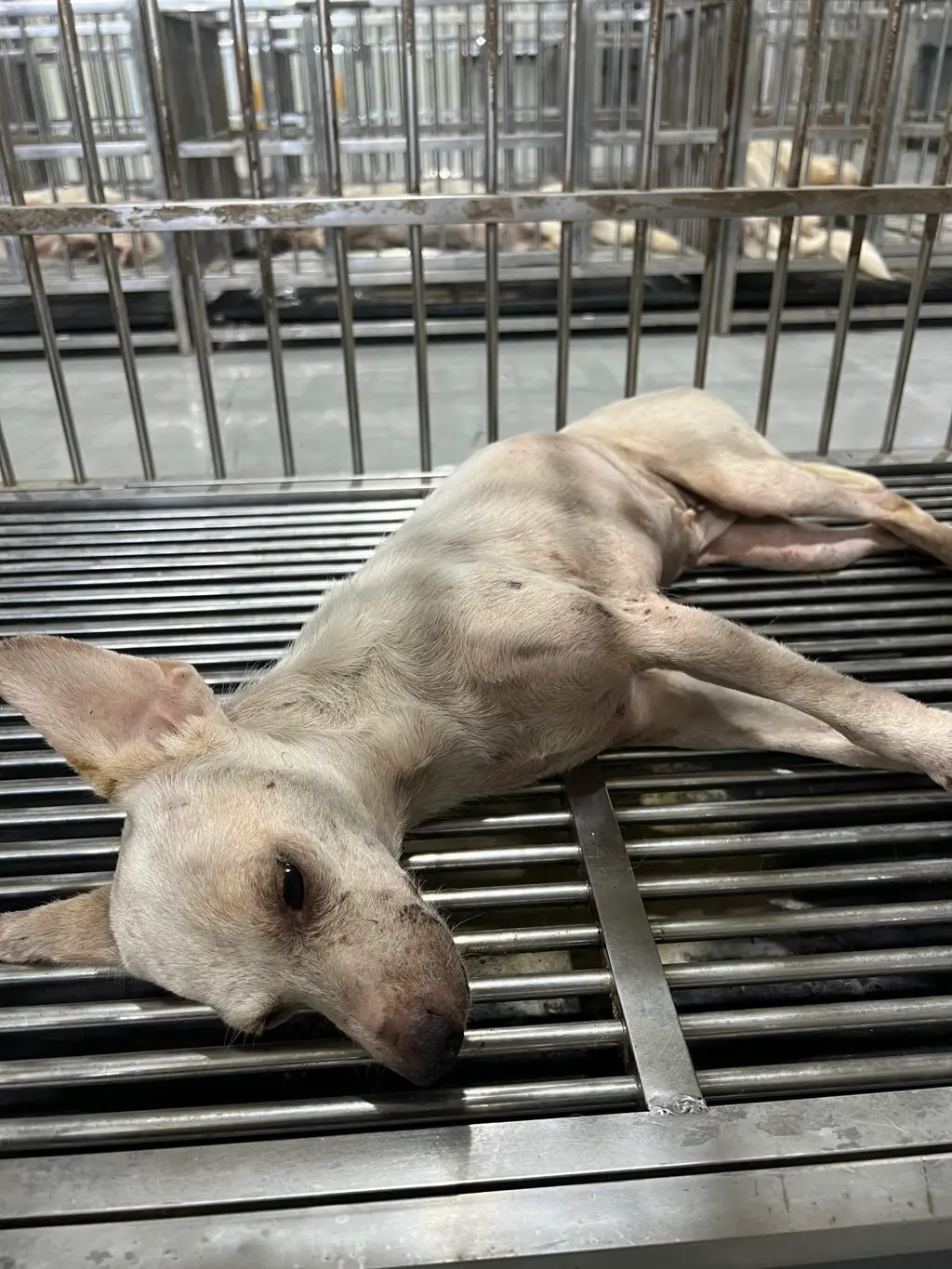 믹스견 보호중 사진