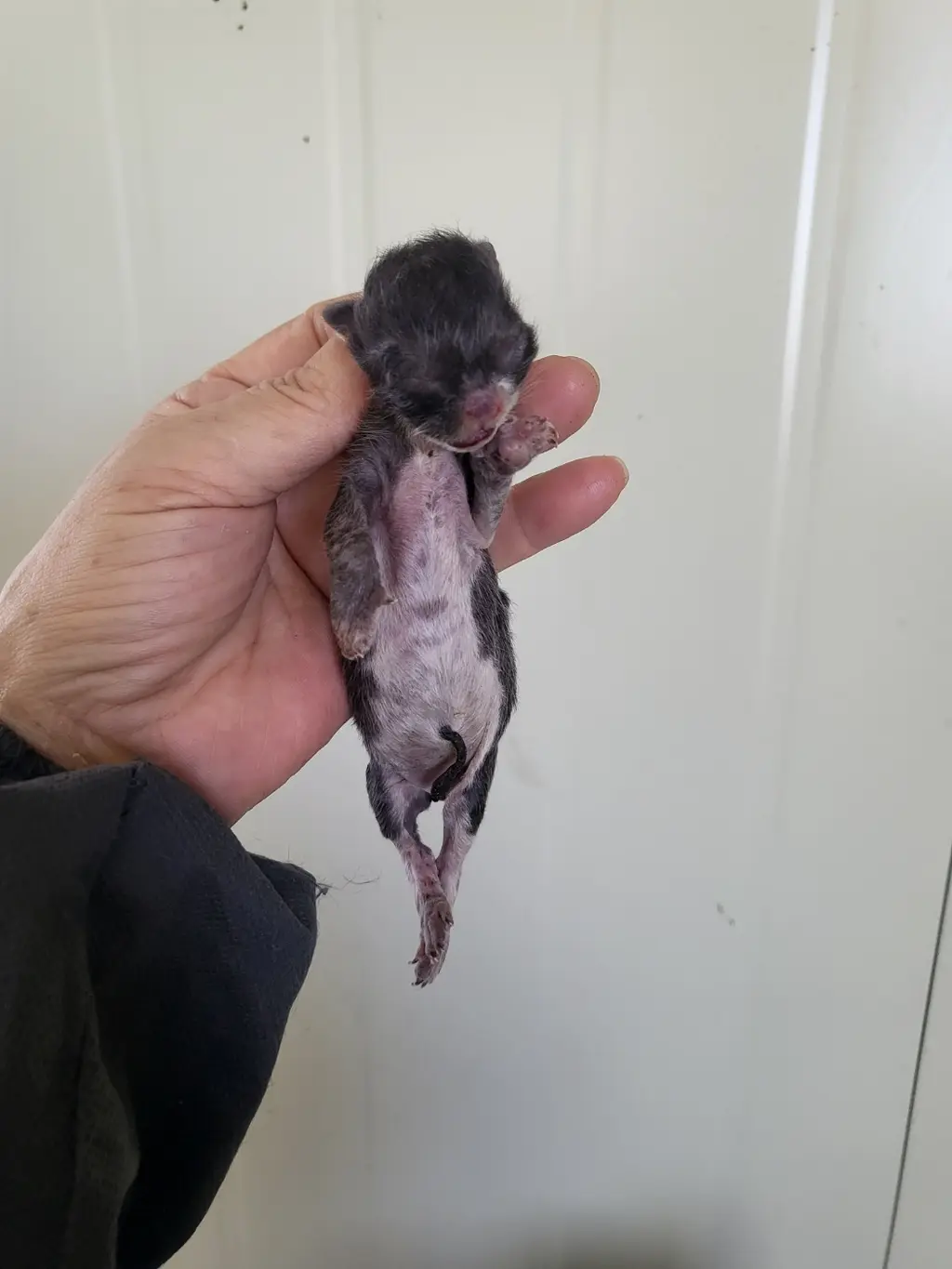 한국 고양이 보호중 사진