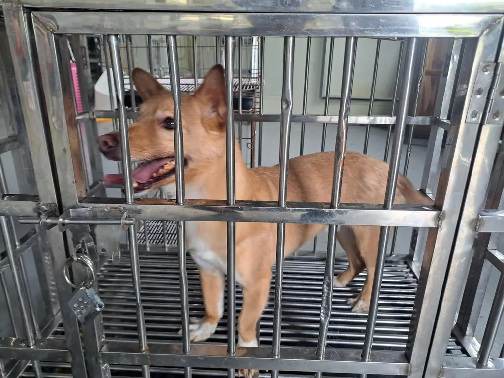 믹스견 보호중 사진