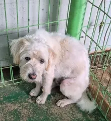 믹스견 보호중 사진