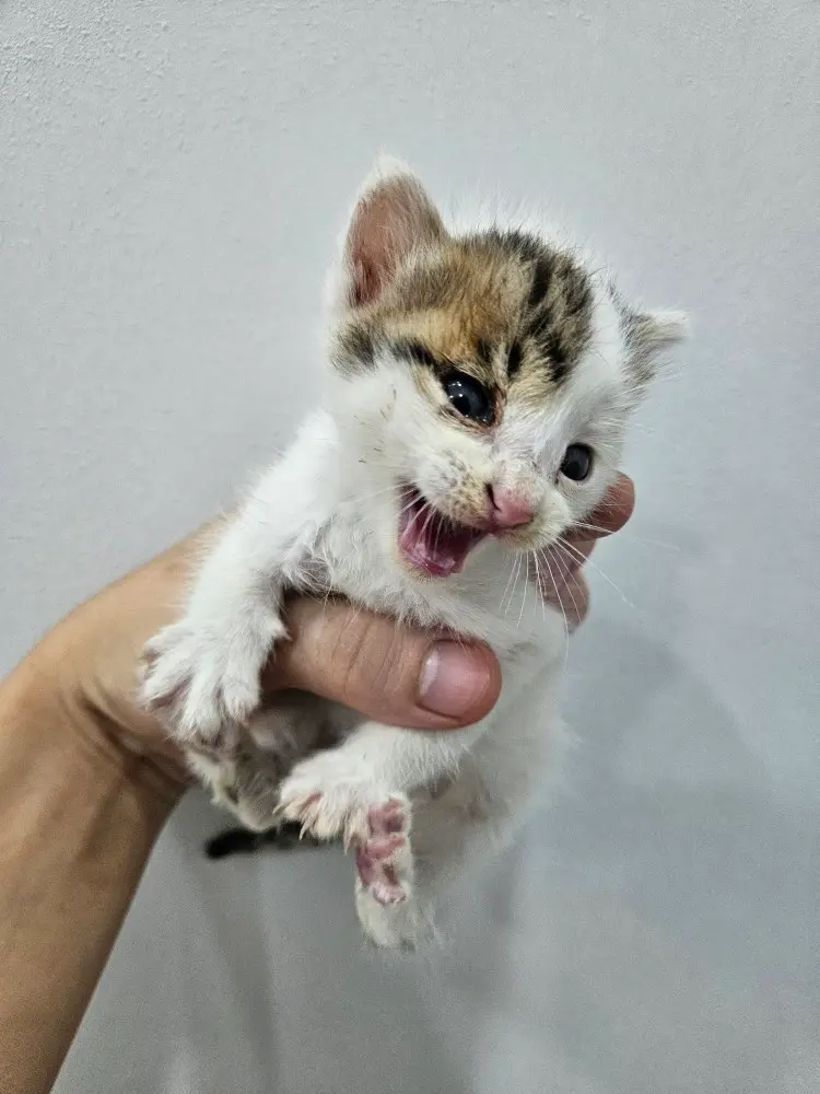 한국 고양이 보호중 사진