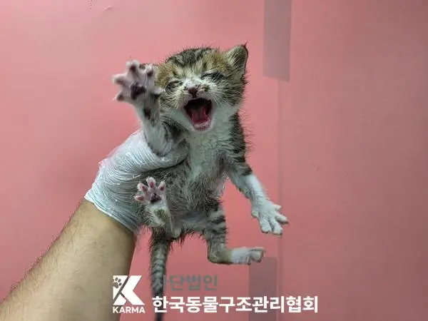 한국 고양이 보호중 사진