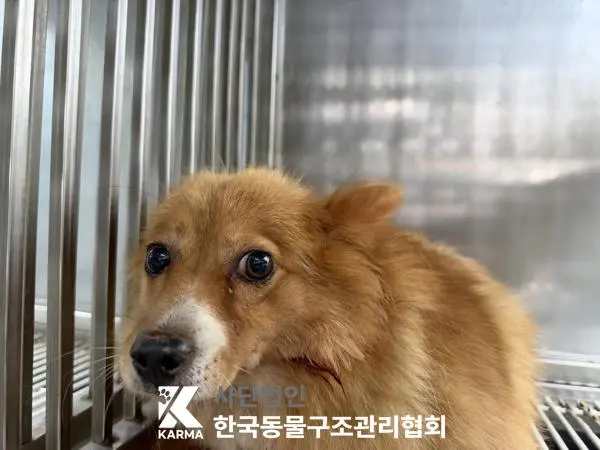 믹스견 보호중 사진