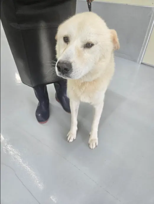 믹스견 보호중 사진