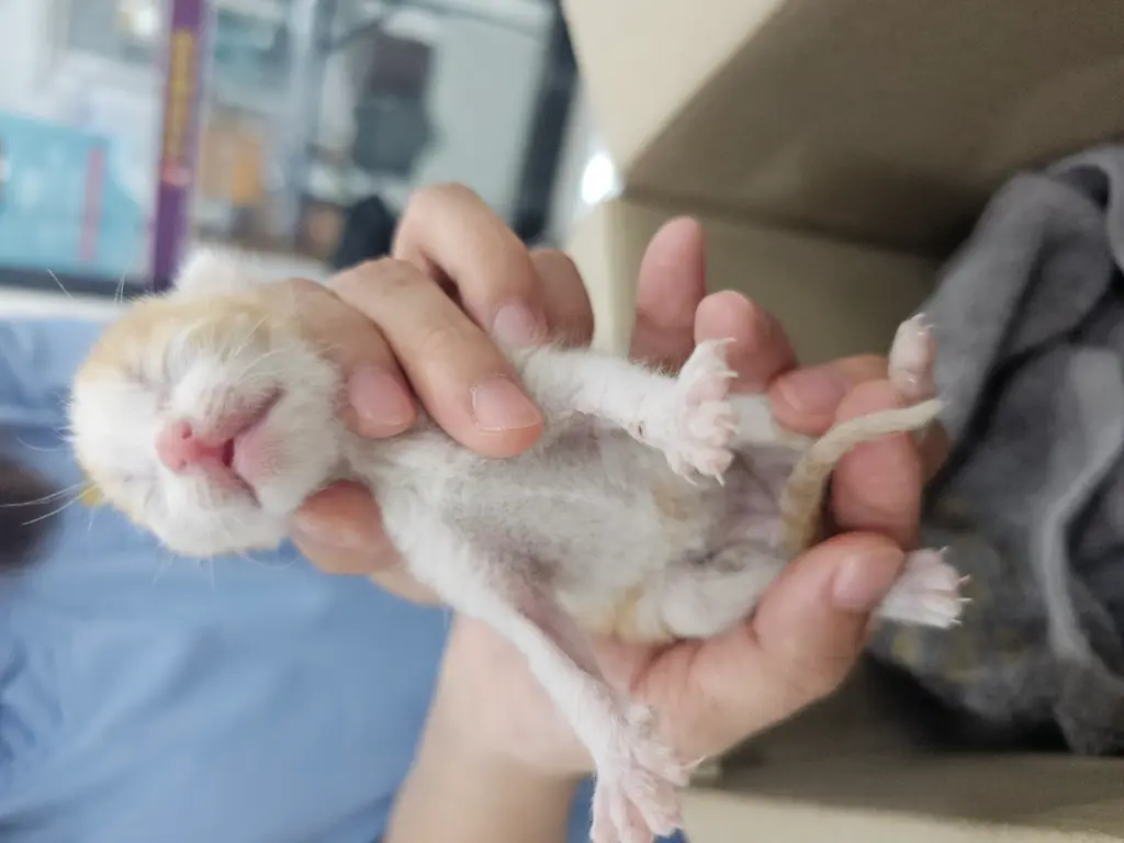 한국 고양이 보호중 사진