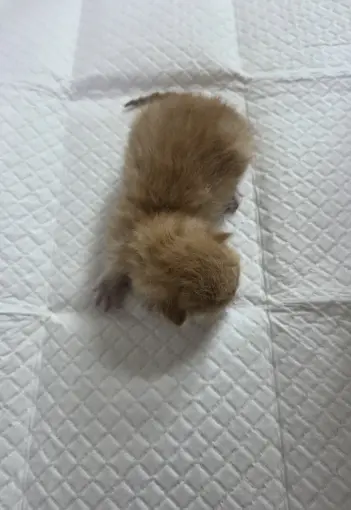한국 고양이 보호중 사진