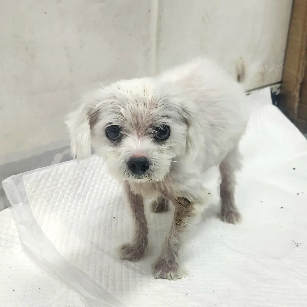 말티즈 보호중 사진