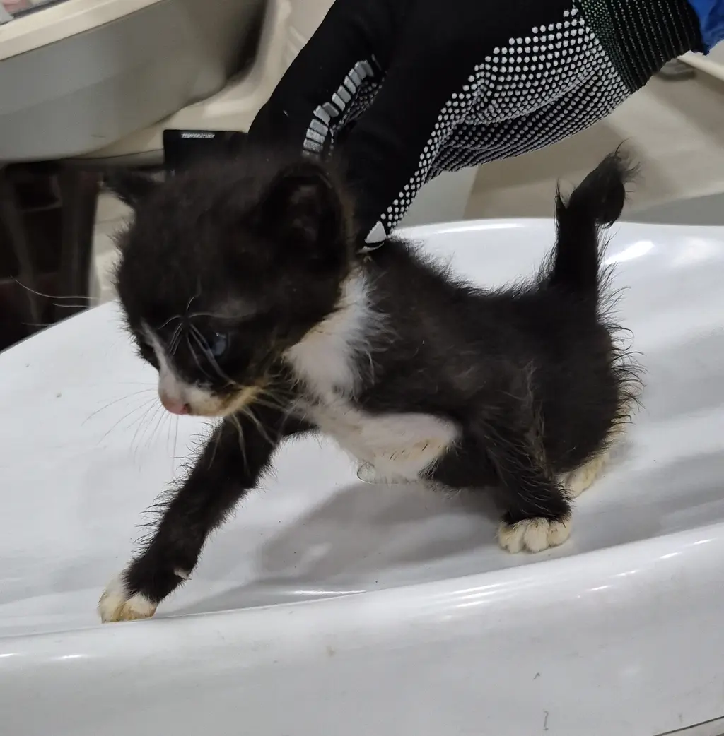 한국 고양이 보호중 사진