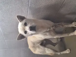 진도견 보호중 사진
