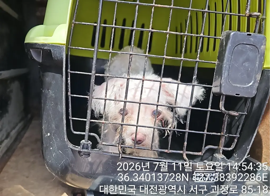 말티즈 보호중 사진