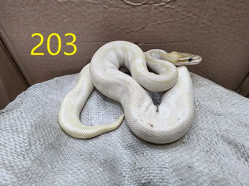 기타축종 보호중 사진