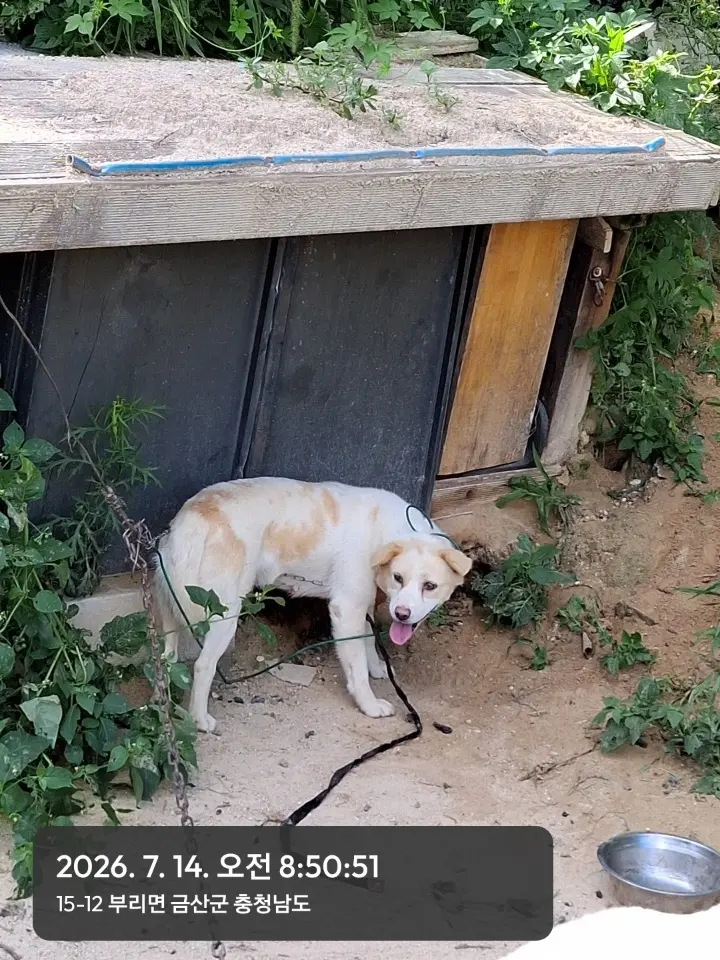 믹스견 보호중 사진