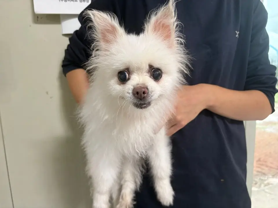 포메라니안 보호중 사진