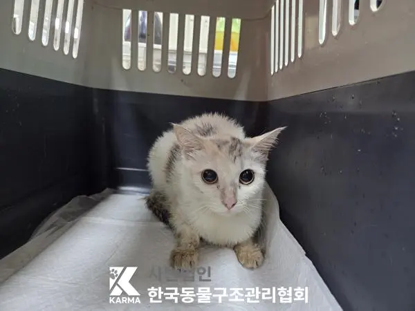 한국 고양이 보호중 사진