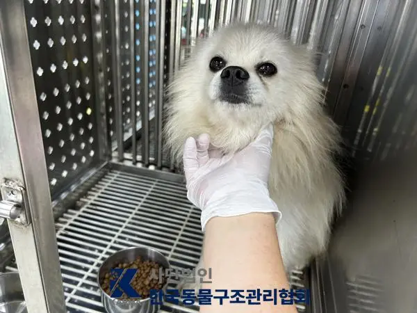 믹스견 보호중 사진