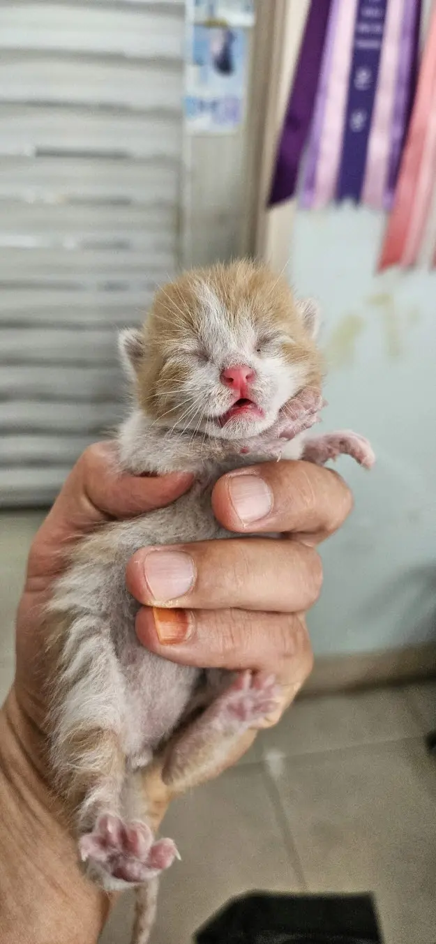 한국 고양이 보호중 사진
