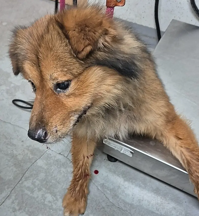 믹스견 보호중 사진