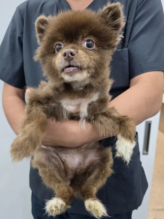 포메라니안 보호중 사진