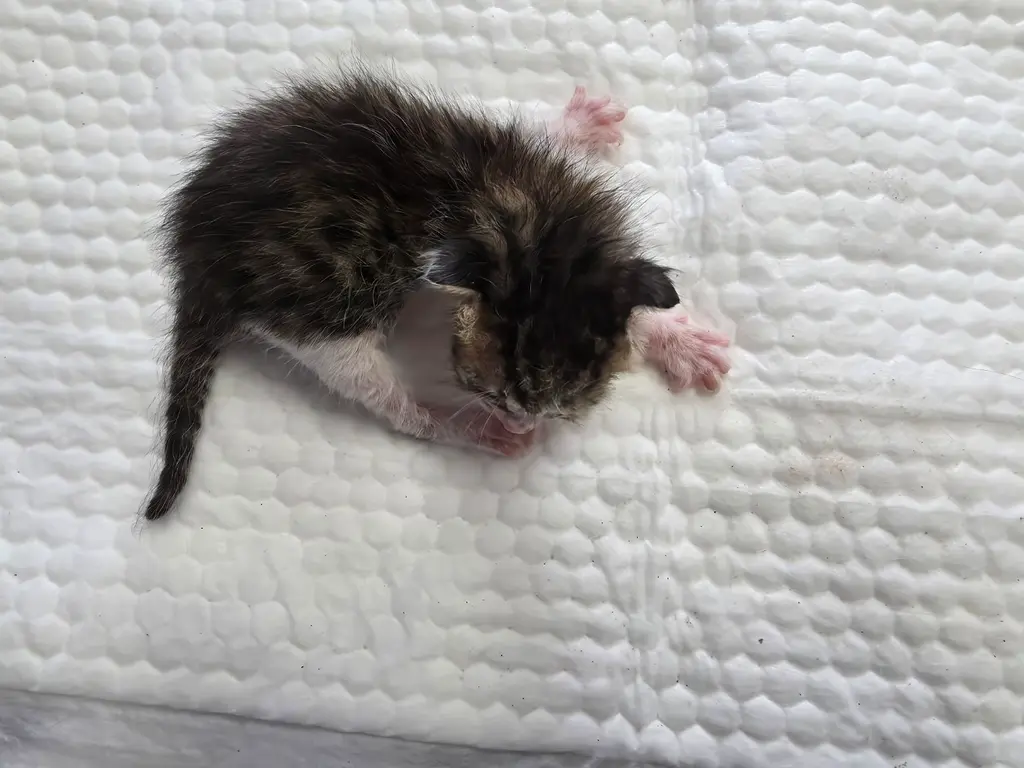 믹스묘 보호중 사진