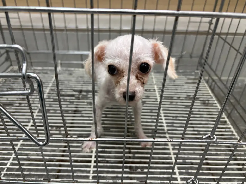 푸들 보호중 사진